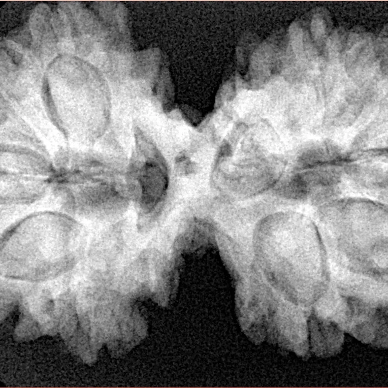 11 MK Gaurishankar 36.5mm 7.37gm - Xray