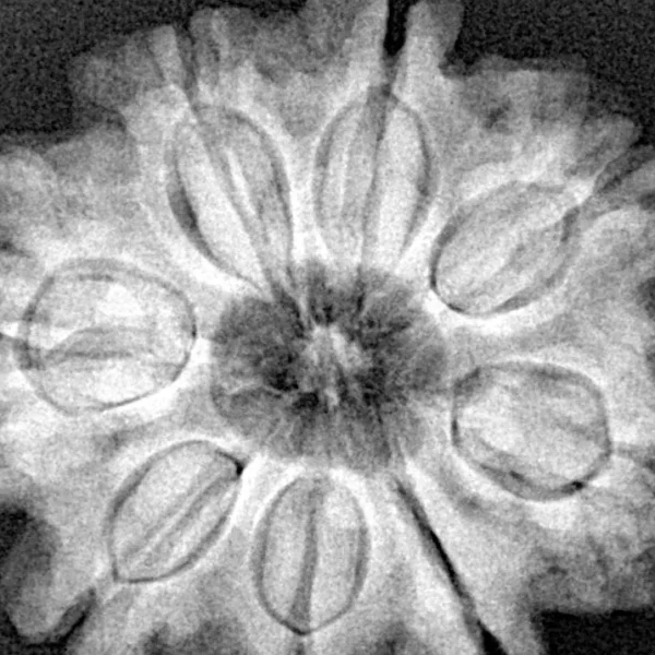 8 Mukhi Rudraksha 28.4mm 6.87gm - Xray