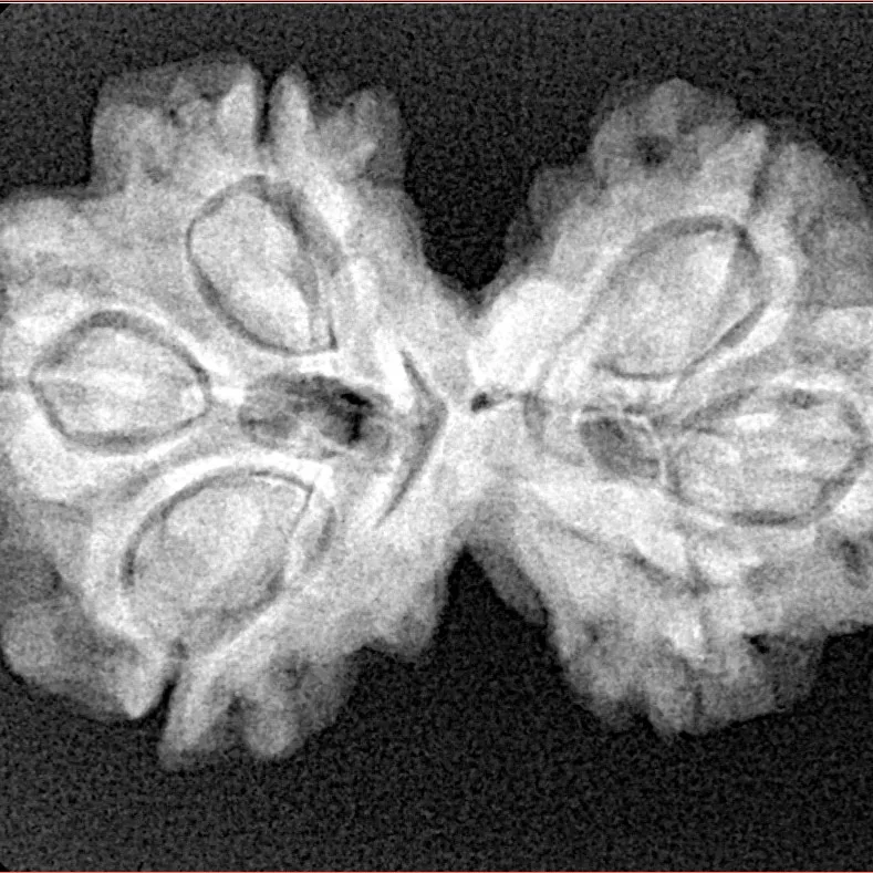 6 Mk Gaurishankar 30.8mm 5.1gm - Xray