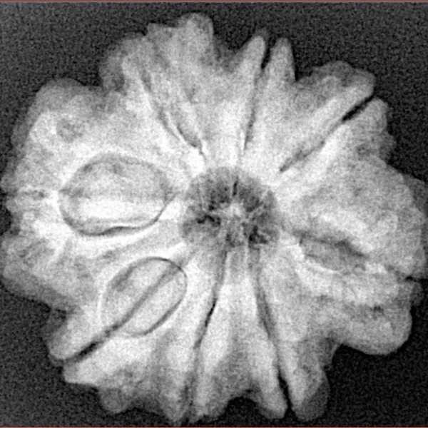 8 Mukhi Rudraksha 25.8mm 5.36gm - Xray