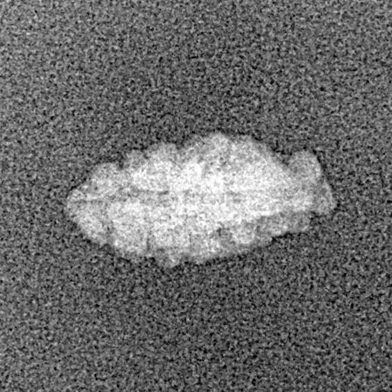 1 Mukhi Rudraksha 12.8mm 0.22gm - Xray