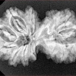 13 MK Gaurishankar 32.7mm 5gm - Xray