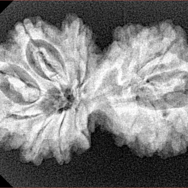 13 MK Gaurishankar 32.7mm 5gm - Xray