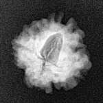 1 Mukhi Rudraksha 18.3mm 1.74gm - Xray