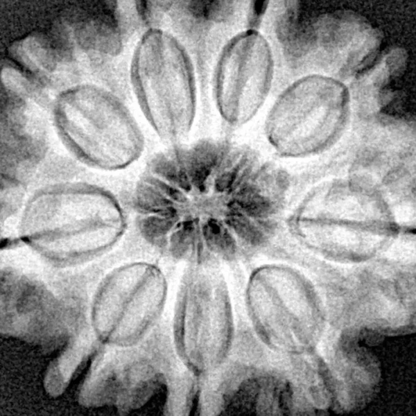 9 Mukhi Rudraksha 29mm 6.47gm - Xray