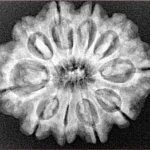 10 Mukhi Rudraksha 28.1mm 5.13gm - Xray