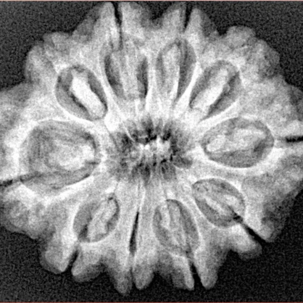 10 Mukhi Rudraksha 28.1mm 5.13gm - Xray