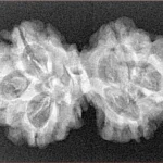 6 Mk Gaurishankar 32.3mm 4gm - Xray