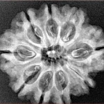 9 Mukhi Rudraksha 26.8mm 3.9gm - Xray