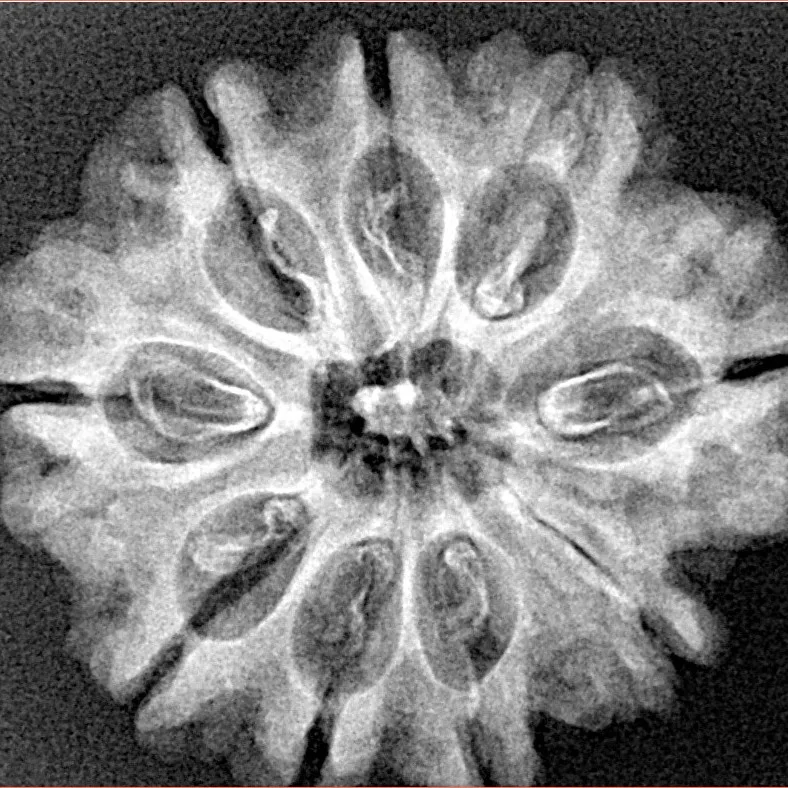9 Mukhi Rudraksha 26.8mm 3.9gm - Xray