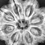 8 Mukhi Rudraksha 28.8mm 7.17gm - Xray