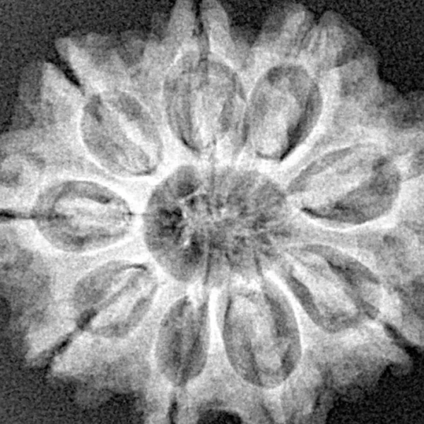 9 Mukhi Rudraksha 27mm 5gm - Xray