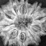 10 Mukhi Rudraksha 29.2mm 4.84gm - Xray