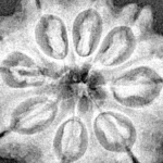 8 Mukhi Rudraksha 27.2mm 5.28gm - Xray