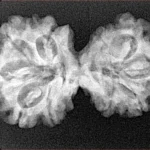 10 Mukhi G.S & Ganesh 31.8mm 4.47gm - Xray
