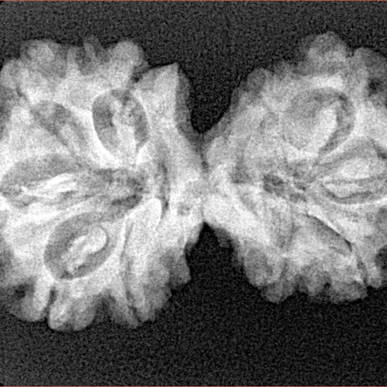 10 Mukhi G.S & Ganesh 31.8mm 4.47gm - Xray