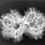 7 MK Gaurishankar 27.9mm 4.17gm - Xray