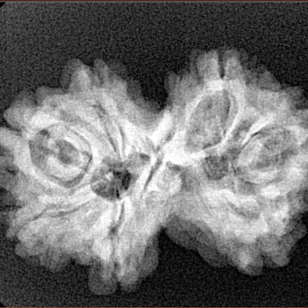 7 MK Gaurishankar 27.9mm 4.17gm - Xray