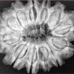 12 Mukhi Rudraksha 30.9mm 6.64gm - Xray