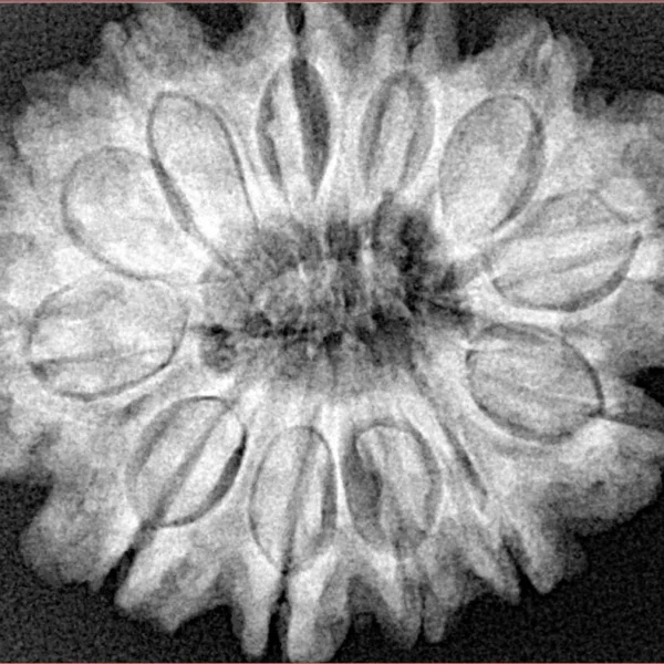 12 Mukhi Rudraksha 30.9mm 6.64gm - Xray