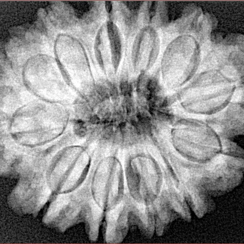 12 Mukhi Rudraksha 30.9mm 6.64gm - Xray