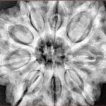 9 Mukhi Rudraksha 32mm 9.35gm - Xray