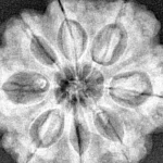 8 Mukhi Rudraksha 29.2mm 7.87gm - Xray