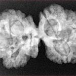 6 Mk Gaurishankar 35.5mm 6.41gm - Xray