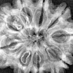 9 Mukhi Rudraksha 29.8mm 5.78gm - Xray