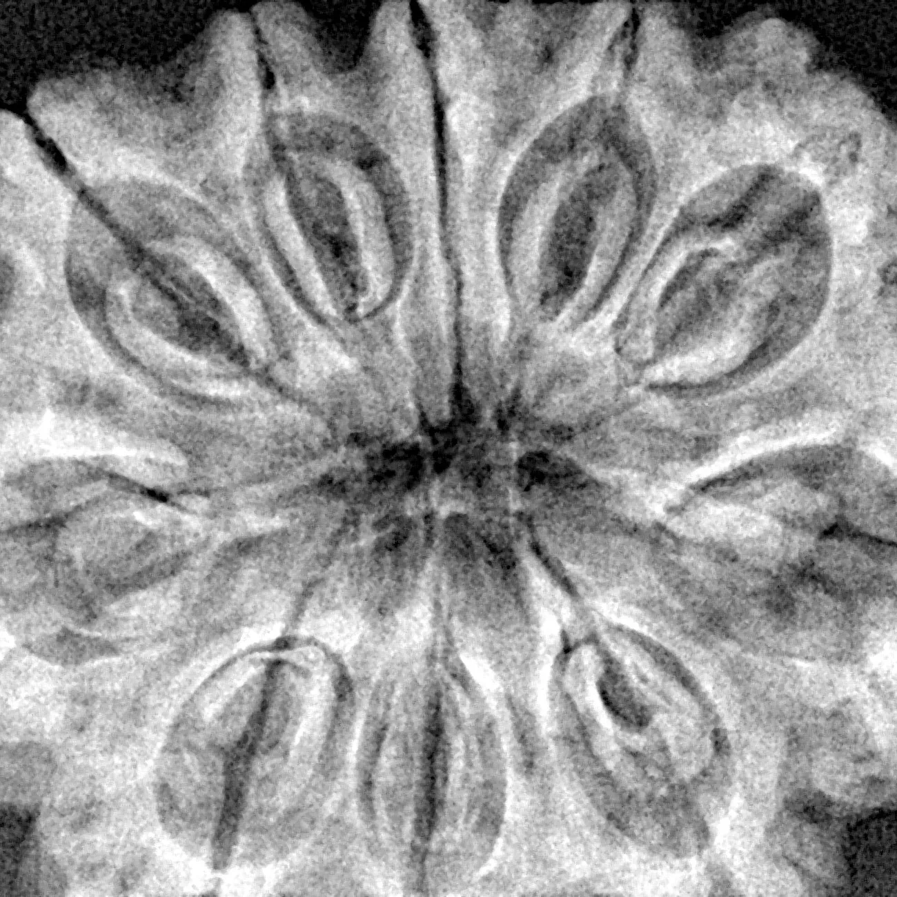 10 Mukhi Rudraksha 35.2mm 8.36gm - Xray