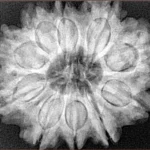 10 Mukhi Rudraksha 30.1mm 7.06gm - Xray