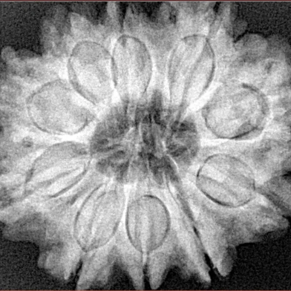 10 Mukhi Rudraksha 30.1mm 7.06gm - Xray