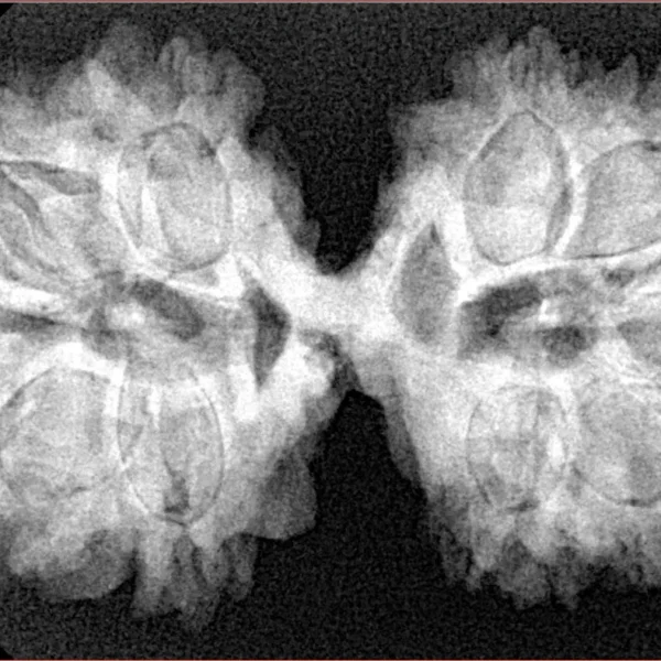 11 MK Gaurishankar 37.8mm 7gm - Xray