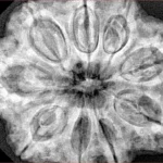 9 Mukhi Rudraksha 32.4mm 8.44gm - Xray