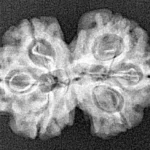 6 Mk Gaurishankar 25.1mm 2.84gm - Xray