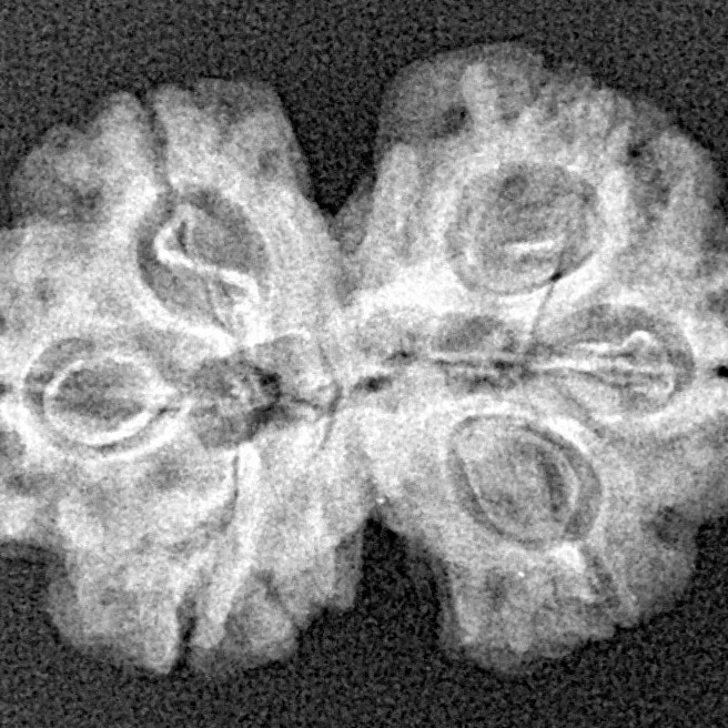 6 Mk Gaurishankar 25.1mm 2.84gm - Xray
