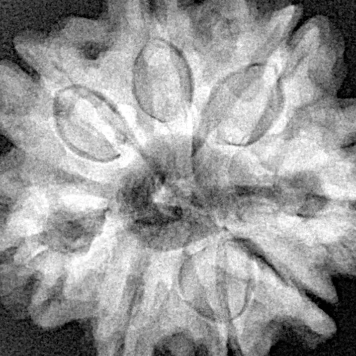 8 Mukhi Rudraksha 29mm 6.3gm - Xray