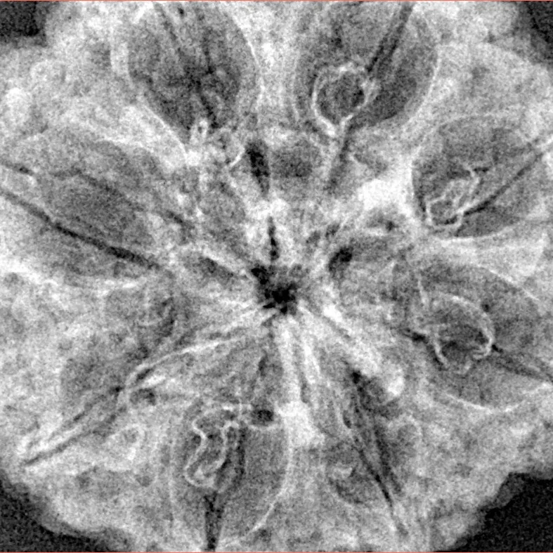 8 Mukhi Rudraksha 33.3mm 7.43gm - Xray