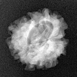 1 Mukhi Rudraksha 19.7mm 2.27gm - Xray