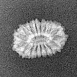 17 Mukhi Rudraksha 14.5mm 0.56gm - Xray