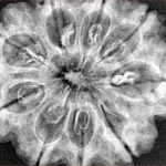 9 Mukhi Rudraksha 32.5mm 7.45gm - Xray
