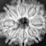 8 Mukhi Rudraksha 28mm 5.71gm - Xray