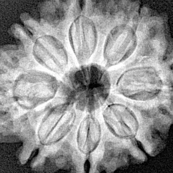 8 Mukhi Rudraksha 28mm 5.71gm - Xray