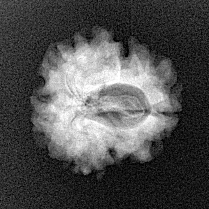 1 Mukhi Rudraksha 21mm 2.19gm - Xray