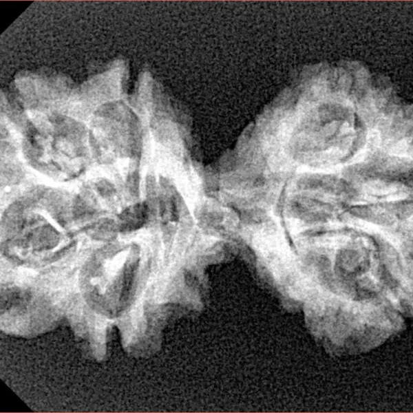 7 MK Gaurishankar 33mm 3.54gm - Xray
