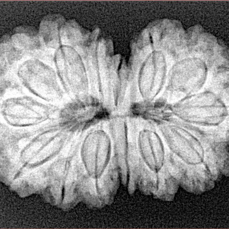 14 Mk Gaurishankar 31.3mm 5.41gm - Xray
