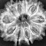 10 Mukhi Rudraksha 32.1mm 5.69gm - Xray