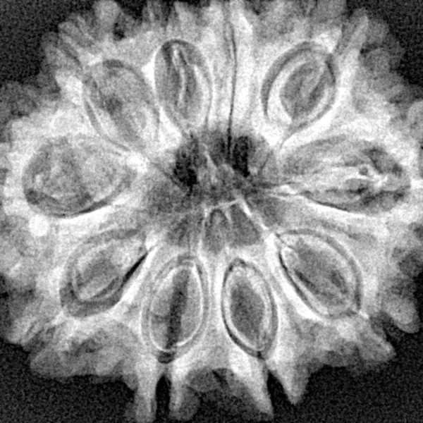 10 Mukhi Rudraksha 32.1mm 5.69gm - Xray