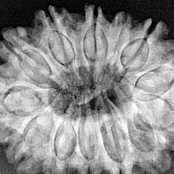 13 Mukhi Rudraksha 32.3mm 6.87gm - Xray