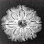 8 Mukhi Rudraksha 23.3mm 4gm - Origin: Nepal - Xray